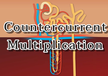 แอนิเมชัน: กลไกการเกิด countercurrent multiplication ในไต